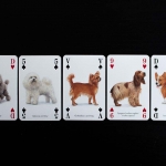 Dogs Playing Card